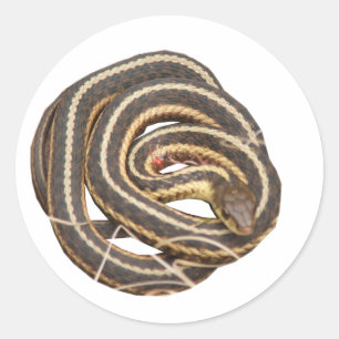 Sticker Rond Le serpent Garter de Butler