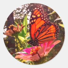 Le soleil brille grâce aux ailes de Monarch