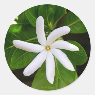 Sticker Rond Le Tahiti Tiare