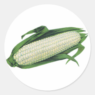 Sticker Rond Légumes alimentaires vintage Maïs blanc en épi