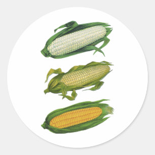 Sticker Rond Légumes sains de nourriture vintage, maïs frais su