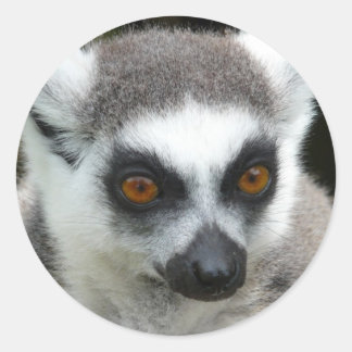 Sticker Rond Lemur