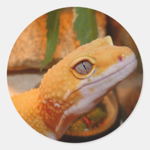 Sticker Rond Léopard jaune Gecko Lizard