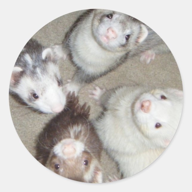 Sticker Rond Les 4 Ferrets de mousquetaire ! (Devant)
