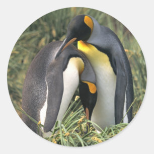 Sticker Rond Les amoureux des pingouins