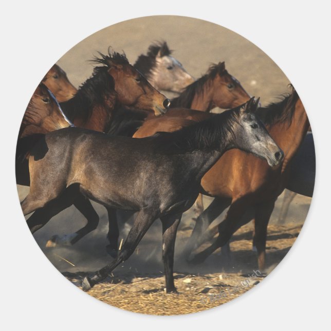 Sticker Rond Les Arabes qui courent dans le désert (Devant)