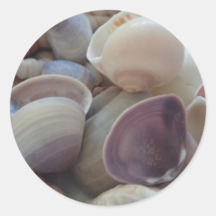 Sticker Rond Les coquillages ensoleillés d'été, mer Shell