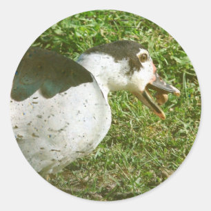 Sticker Rond Les épices mangent un maïs