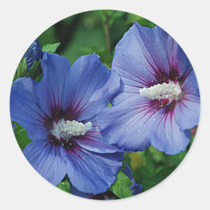 Sticker Rond Les Fleurs de Blue Hibiscus