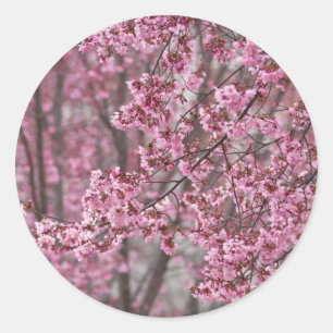 Sticker Rond Les fleurs de cerisiers Sakura sont roses