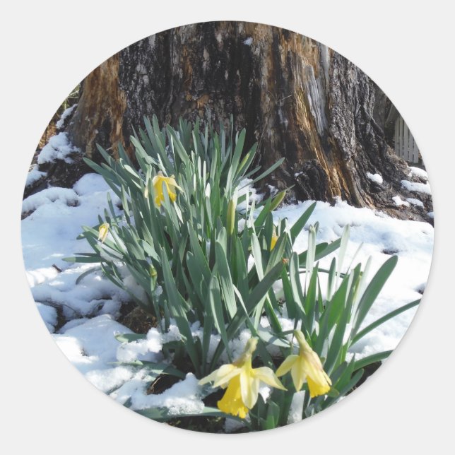 Sticker Rond Les jonquilles jaunes dans la neige (Devant)