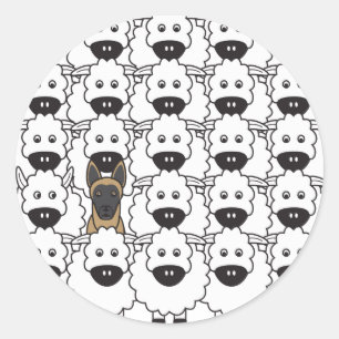 Sticker Rond Les Malinois belges dans le mouton
