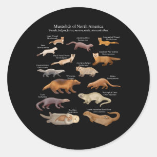 Sticker Rond Les Moutelides D'Amérique Du Nord Possèdent Des Lo
