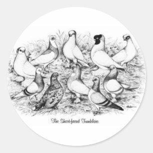 Sticker Rond Les Pigeons Tumbler à courte vue