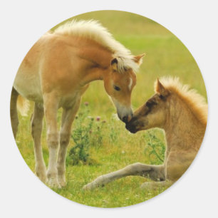Sticker Rond Les poulains du cheval
