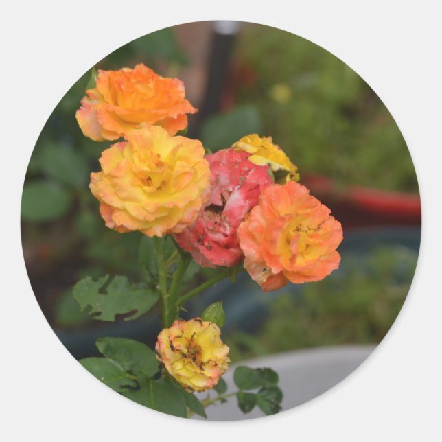 Sticker Rond Les roses de manteau de Joseph (Devant)