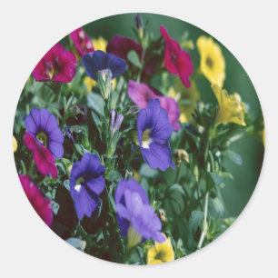 Sticker Rond les roses sont intelligentes