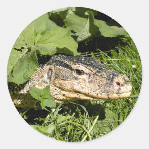 Sticker Rond Lézard du moniteur d'eau