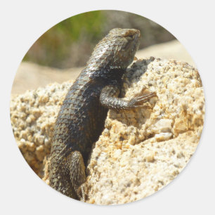 Sticker Rond Lézard épineux à dos jaune à Joshua Tree