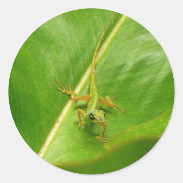 Sticker Rond Lézard vert sur feuille verte (Devant)