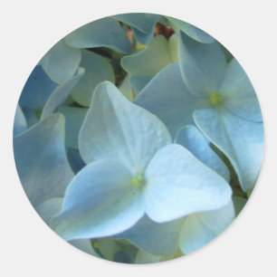 Sticker Rond L'hortensia bleu fleurit la photo florale de fleur