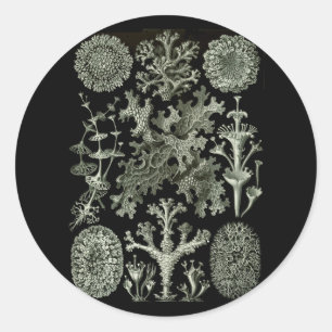 Sticker Rond Lichens