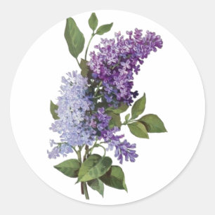 Sticker Rond Lilacs frais