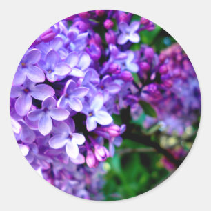 Sticker Rond Lilas