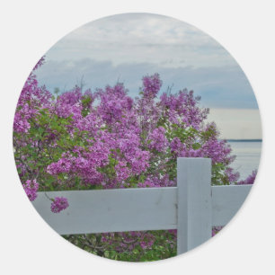 Sticker Rond Lilas par l'eau