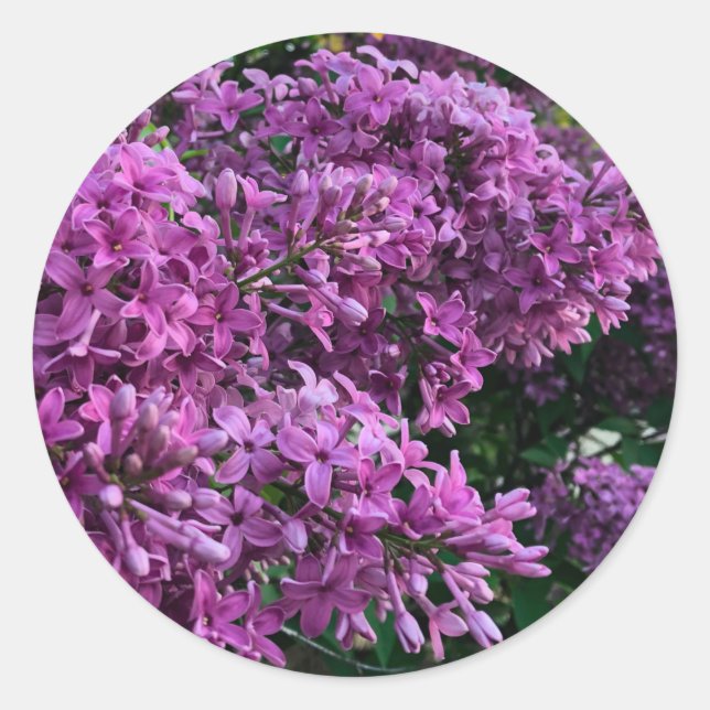 Sticker Rond lilas rose violet | photo florale rose romantique (Devant)