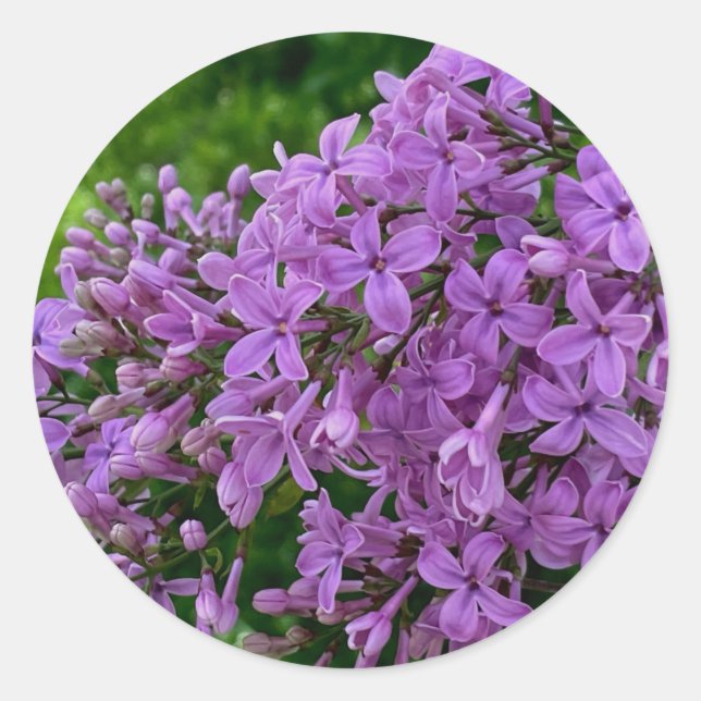 Sticker Rond Lilas violet romantique élégant violet photo flora (Devant)
