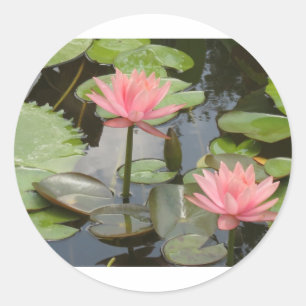 Sticker Rond Lillies d'eau
