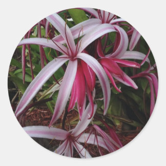 Sticker Rond Lily crinum pourpre de la reine Emma