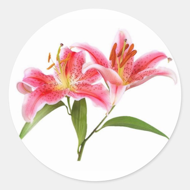 Sticker Rond lily de tigre rose - personnalisable (Devant)