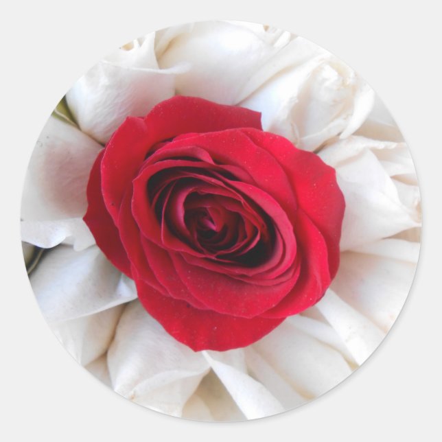 Sticker Rond Lindegren (Devant)