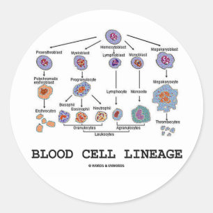 Sticker Rond Linéage de la cellule sanguine (biologie, médecine