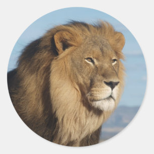 Sticker Rond Lion