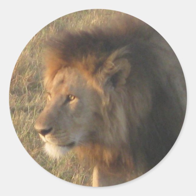 Sticker Rond Lion africain (Devant)