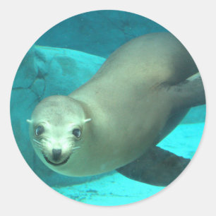 Sticker Rond Lion de mer souriant - Saint Louis Zoo