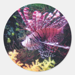 Sticker Rond Lion des Fidji
