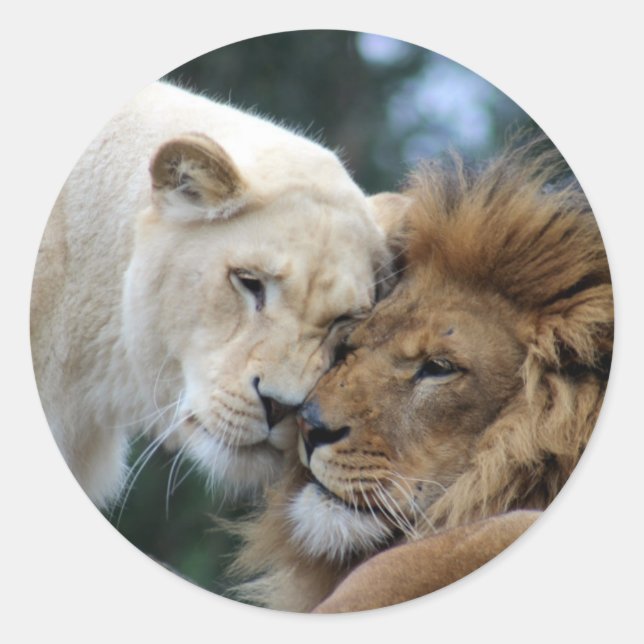 Sticker Rond Lion et lionne qui s'étourdissent (Devant)