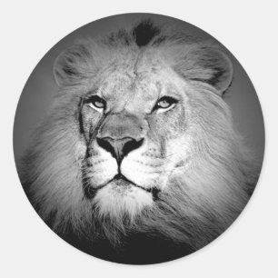 Sticker Rond Lion noir et blanc