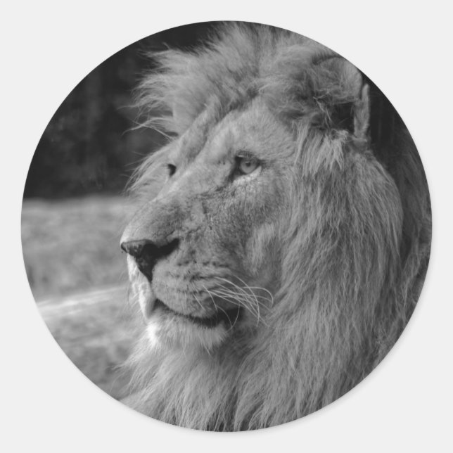 Sticker Rond Lion noir et blanc - Animal sauvage (Devant)