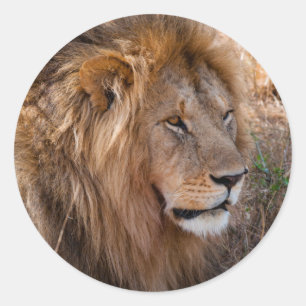 Sticker Rond Lion Réserve nationale de Maasai Mara, Kenya