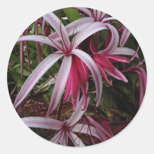 Sticker Rond Lis pourpre de Crinum de la Reine Emma