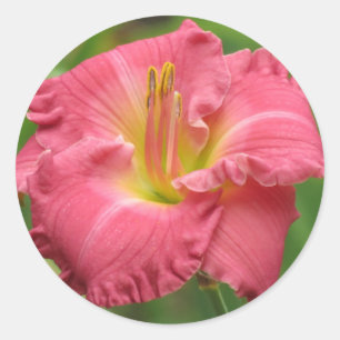 Sticker Rond Lis rose - Daylily