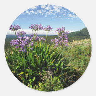 Sticker Rond Lisianthus d'Afrique (Agapanthus praecox), Mossel