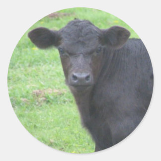 Sticker Rond Little Black Bull
