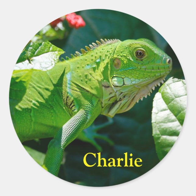 Sticker Rond Lizard vert Iguana personnalisé (Devant)