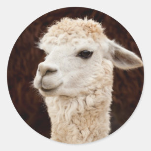 Sticker Rond Llama blanche